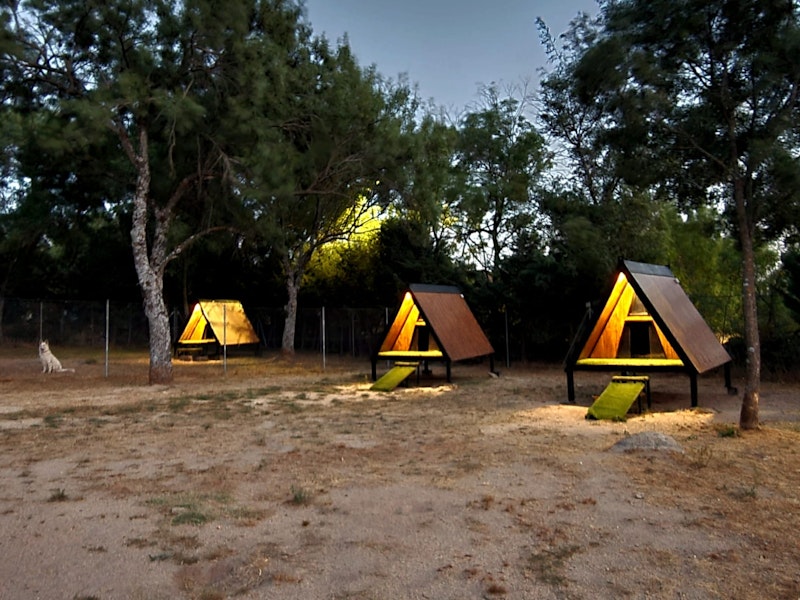 Nubomi Campamento Canino