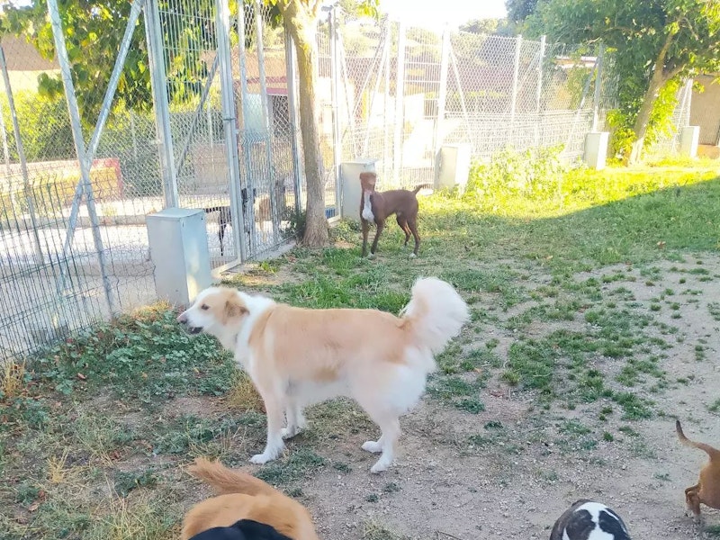 City Dog Hotel Canino