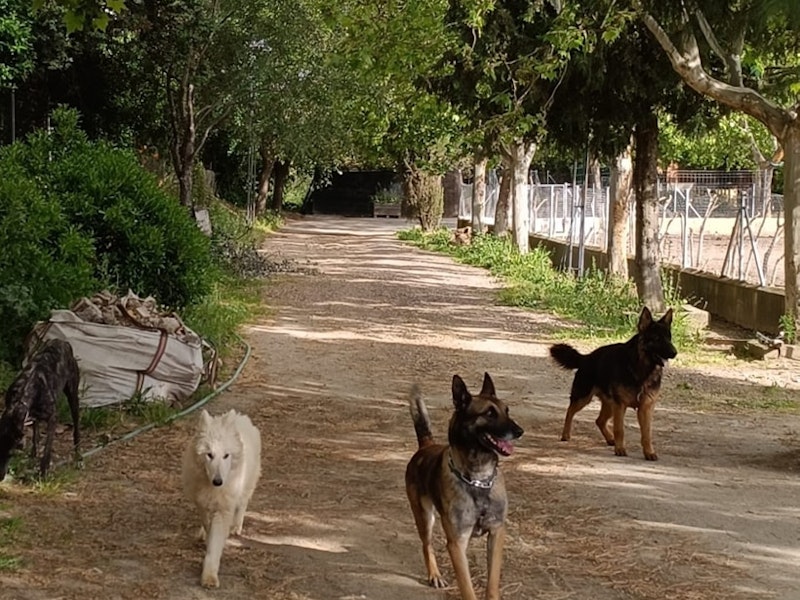 Haruko Centro Canino - imagen 1