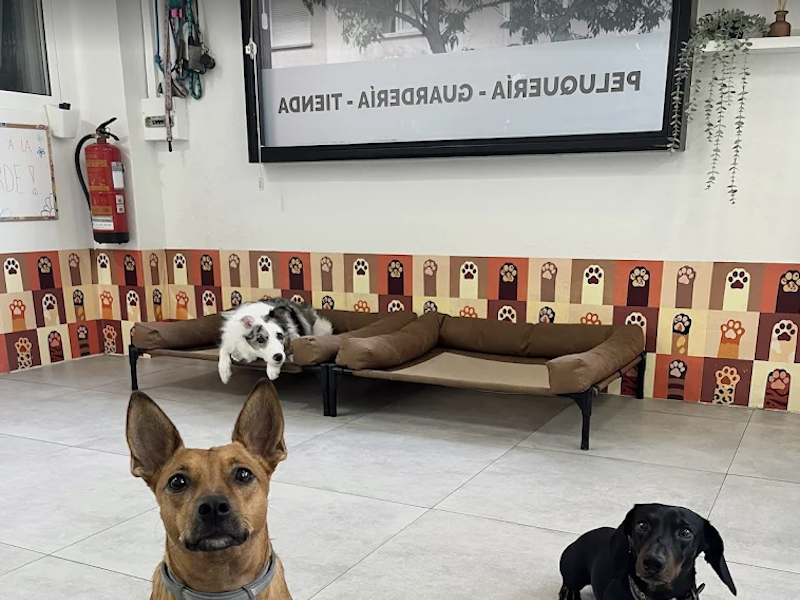 Vibras Caninas Guardería