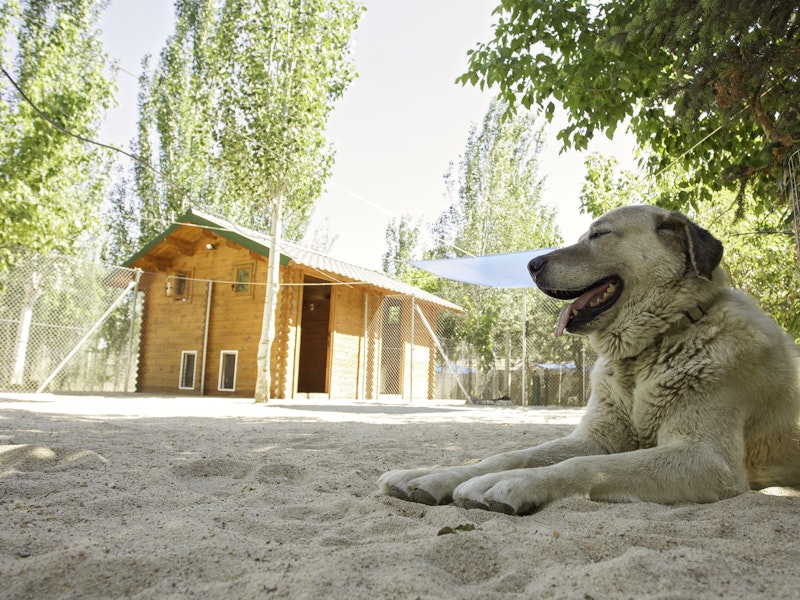 Residencia canina Las Brañas
