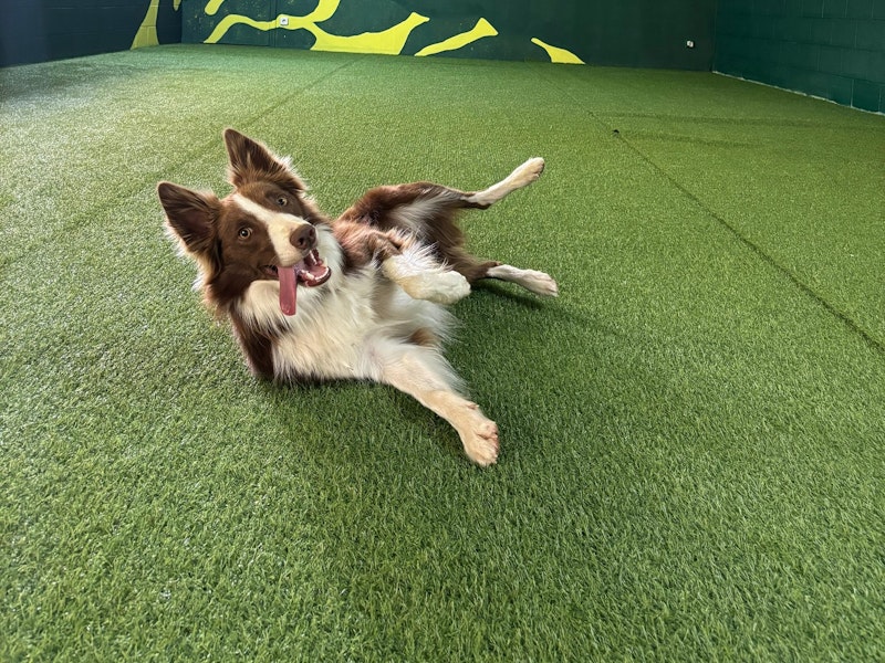 Doggos Hotel