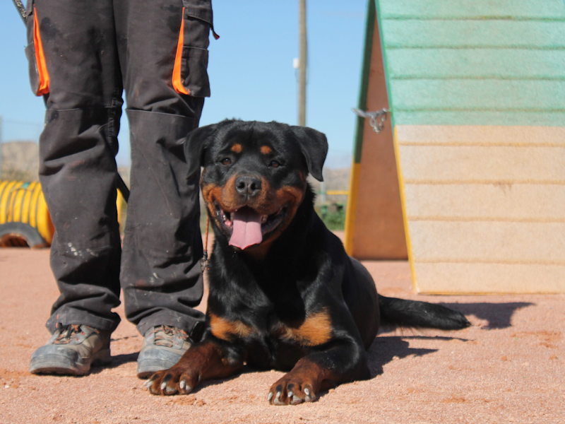 Ngorong Centro Canino