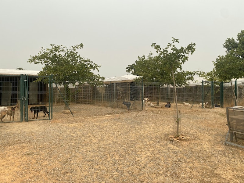 Instint Animal Residencia Canina en Lleida