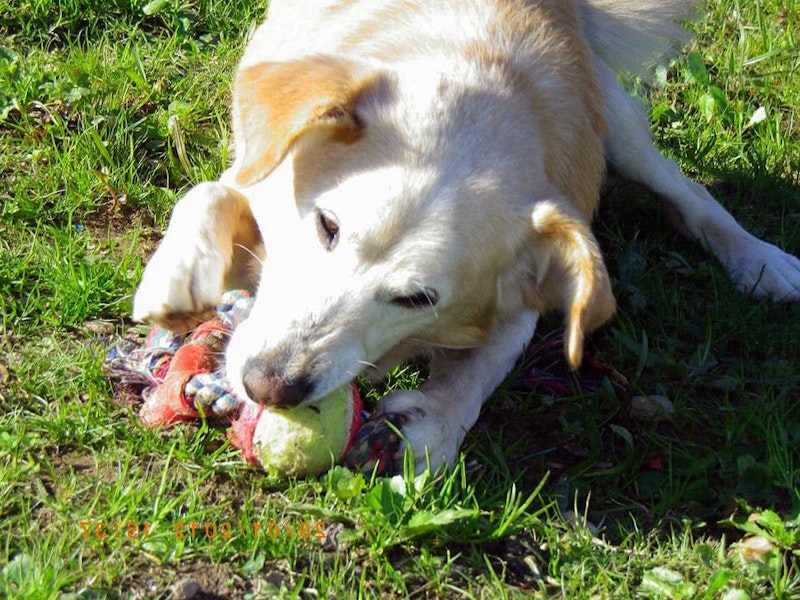 Guardería Canina Villa Mai