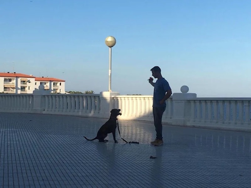 Educacion Canina - Hachiko Ebre - Perelló Tarragona